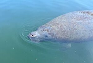 Manatee in water
